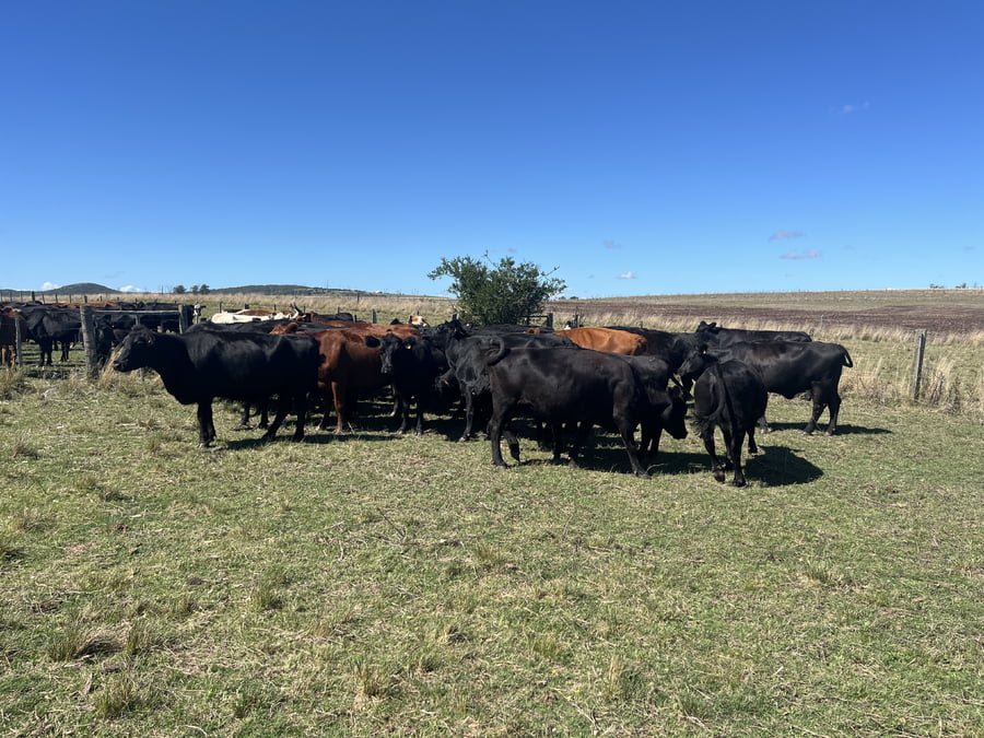 Lote VACAS INVERNADA