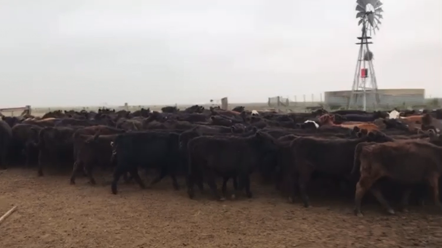 Lote 160 Terneras en Ayacucho, Buenos Aires