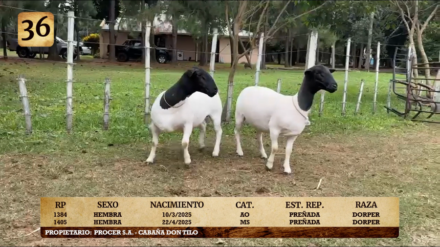 Lote LOTE 36