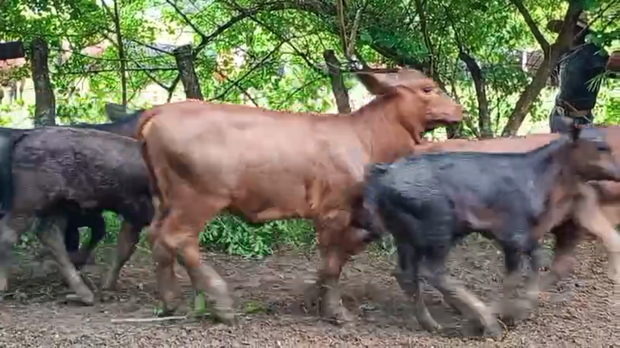 Lote 100 Terneros/as a término