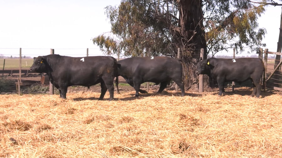 Lote TOROS PUROS POR CRUZA 
