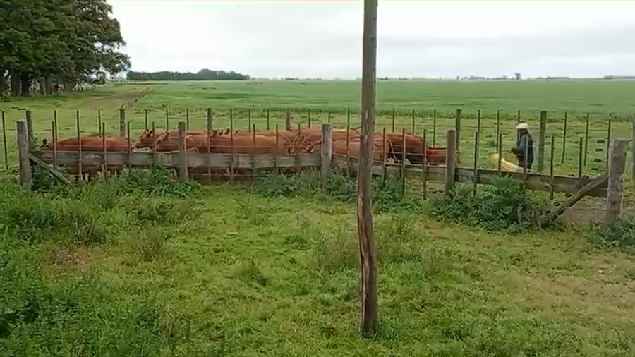 Lote 15 Vacas con Cría  en Buenos Aires, Saladillo