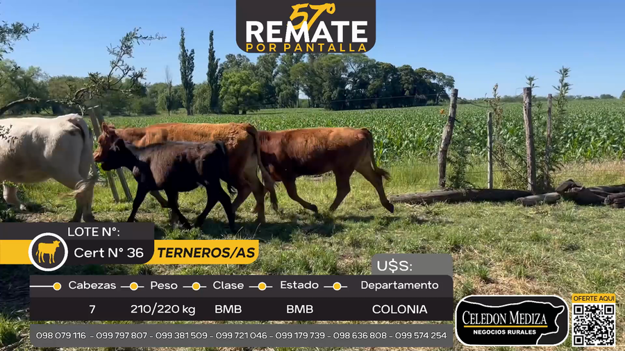 Lote 7 Terneros y Terneras en Tarariras, Colonia