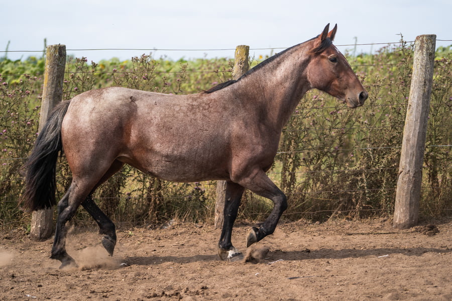 Lote PERDIDA MEDIO PELO