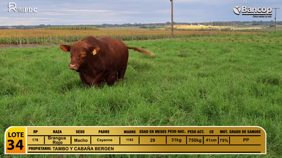 Lote Toros Brangus Rojo a remate en Viernes 30 de mayo- Remates PDC, Caaguazú