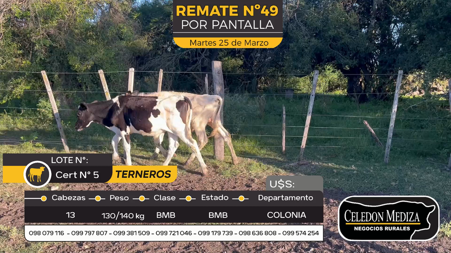 Lote 13 Terneros en Artilleros, Colonia