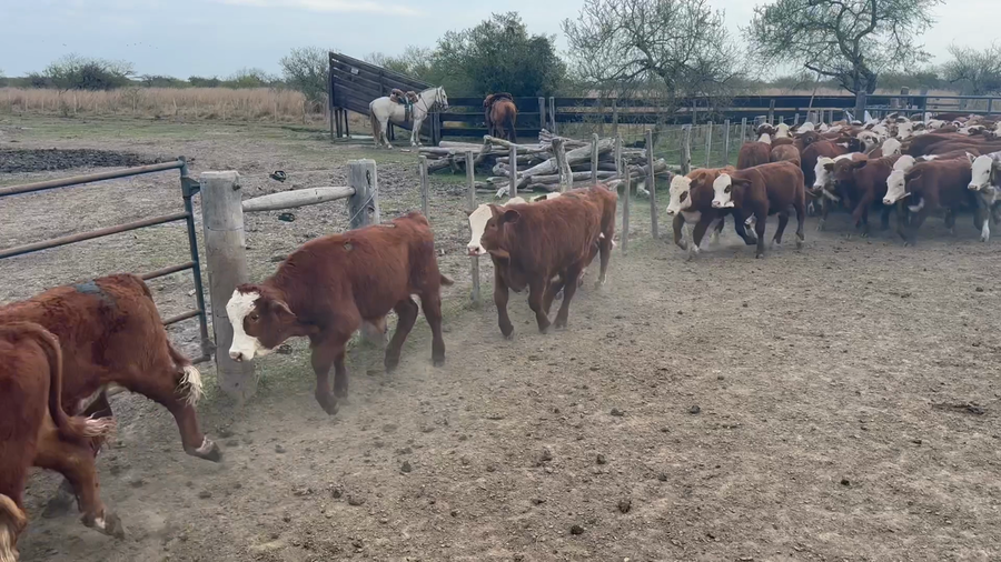 Lote 106 Terneros