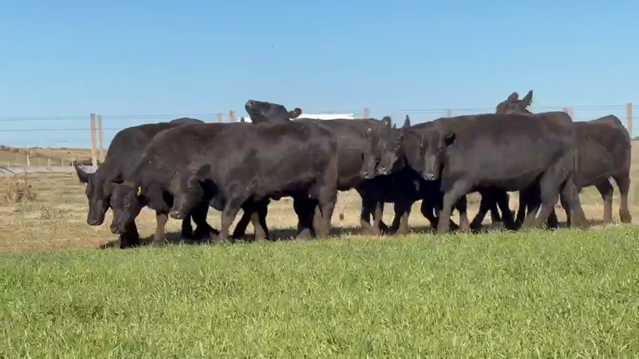Lote VAQUILLONAS ANGUS PURAS CONTROLADAS NEGRAS