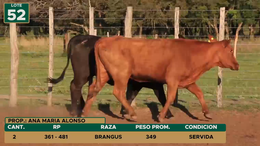 Lote HEMBRAS LOTE 52