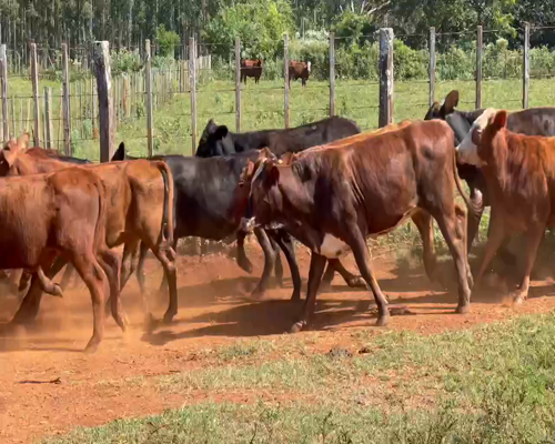 Lote 45 Terneras en Virasoro, Corrientes