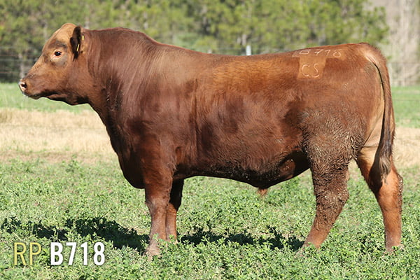 Lote 3 TOROS PUROS DE PEDIGREE