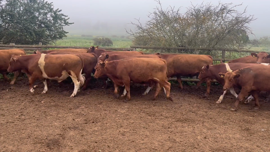 Lote 90 Novillo Engorda en V  Región Valparaíso, Algarrobo