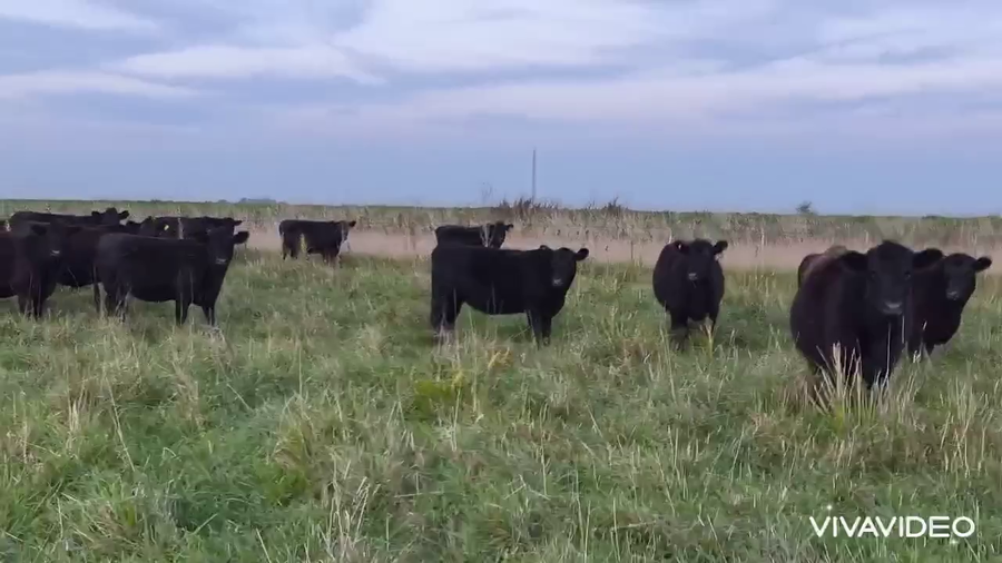 Lote 65 Vaquillonas preñadas