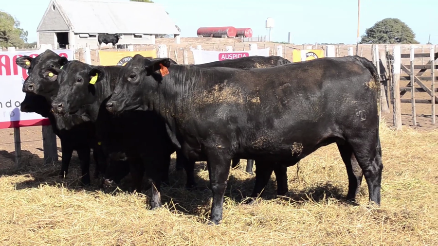 Lote Vaquillonas Brangus - Don Chiquito