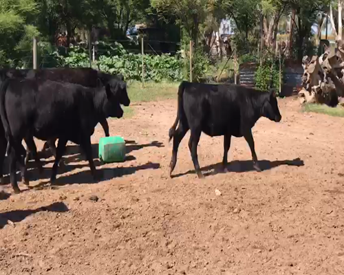 Lote 20 Terneros/as Angus Negro y Caretas