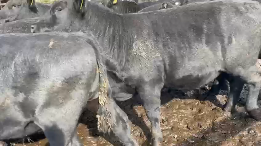 Lote 45 Novillo Engorda en Coyhaique, XI Región Aysén