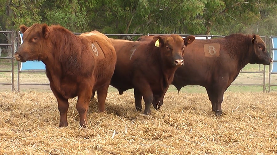 Lote TOROS ANGUS COLORADOS PC