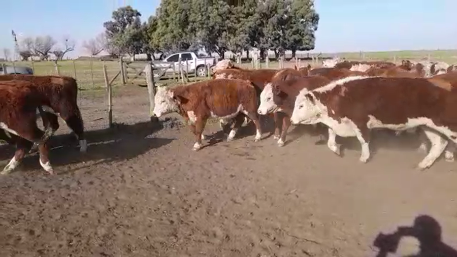 Lote 59 Novillitos en Laprida, Buenos Aires