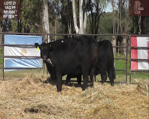 Lote VAQ. A. ANGUS PURAS DE PEDIGREE C/GARANTÍA DE PREÑEZ