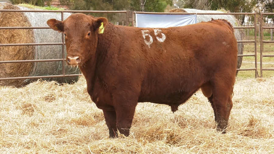 Lote TOROS ANGUS COLORADOS  PC
