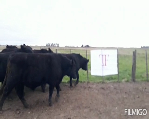 Lote 10 toros - Abbott Pcia Bs As