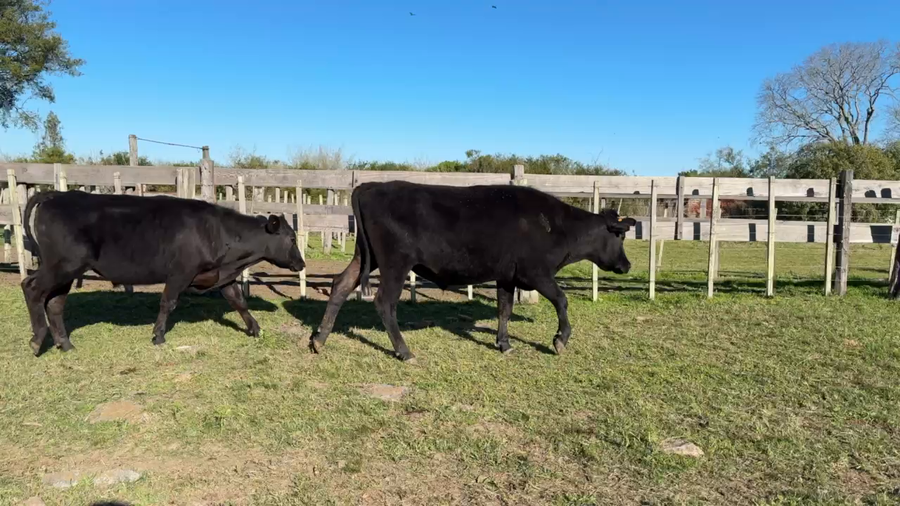 Lote NOVILLOS 1 a 2 AÑOS