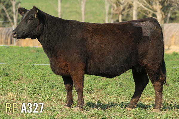 Lote 3 VACAS PREÑADAS PURAS DE PEDIGREE