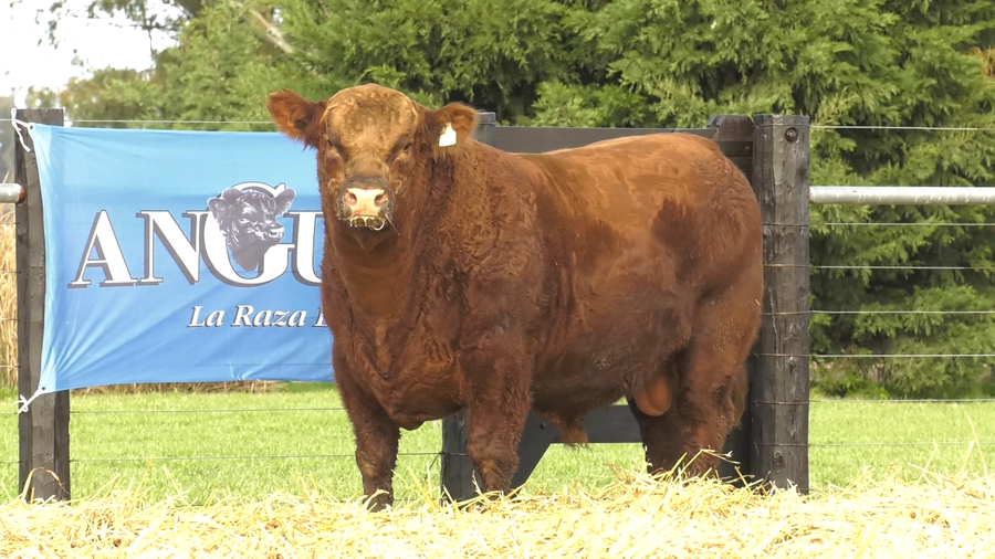 Lote TOROS ABERDEEN ANGUS PP