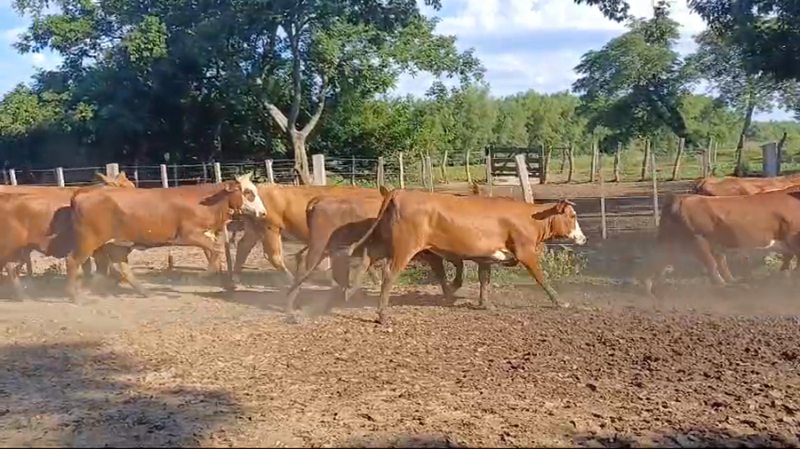 Lote 114 Vaquillonas C/ servicio