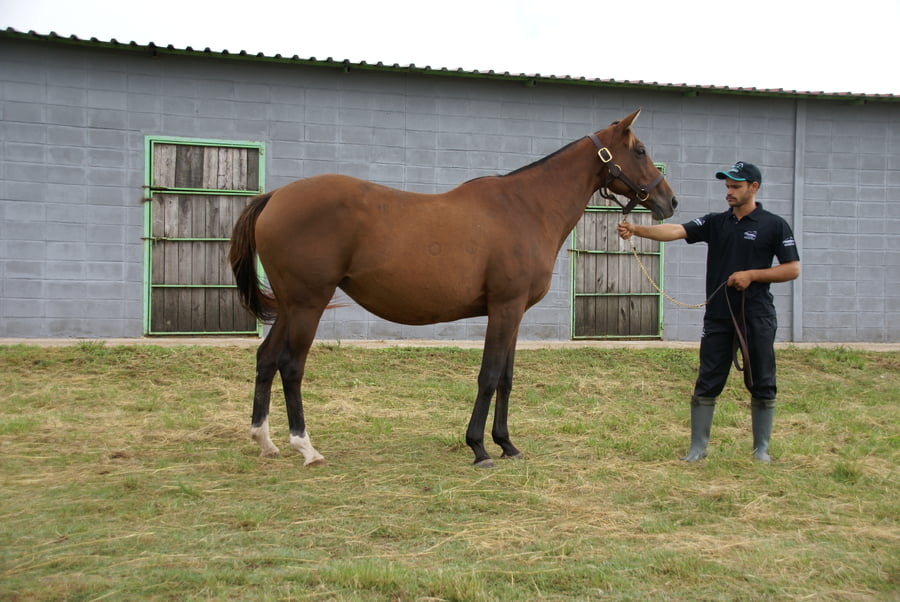 Lote DREAM NOTE