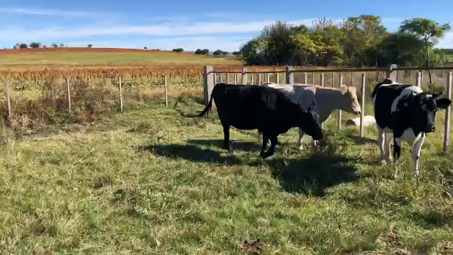 Lote 5 Vacas de Guillermo Thome