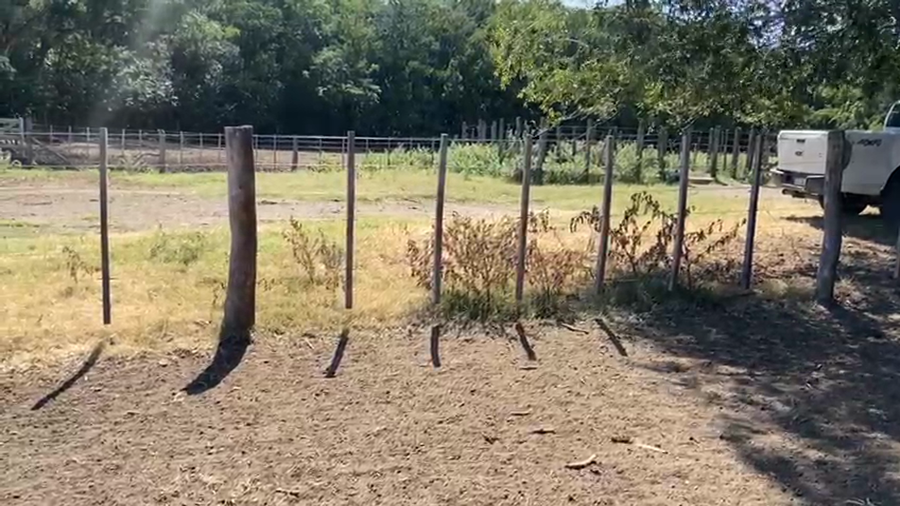 Lote 70 Terneras en Laprida