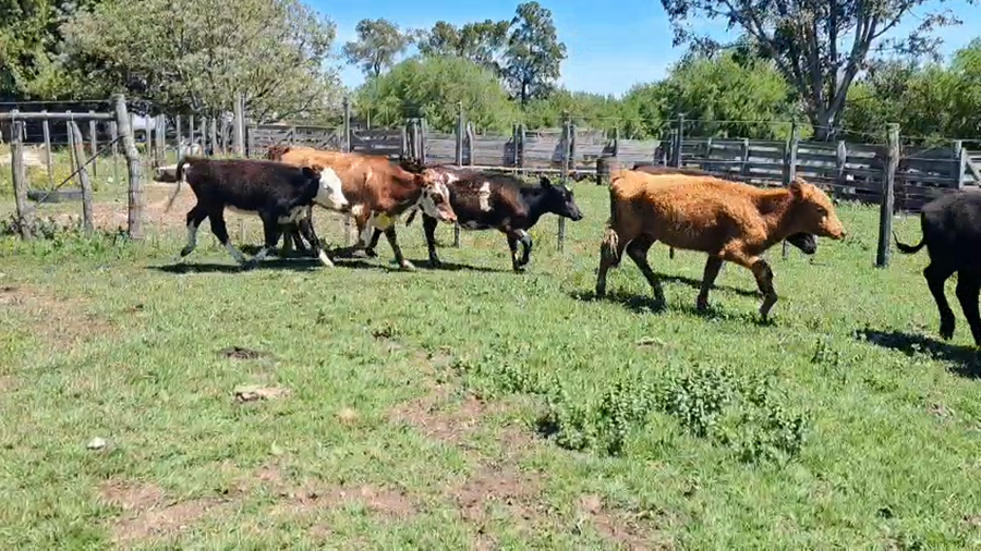 Lote TERNERAS