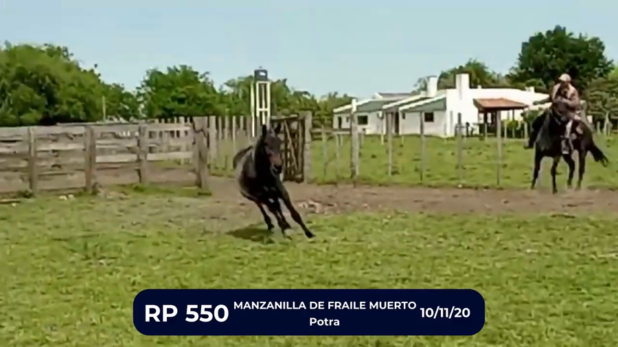 Lote MANZANILLA DE FRAILE MUERTO