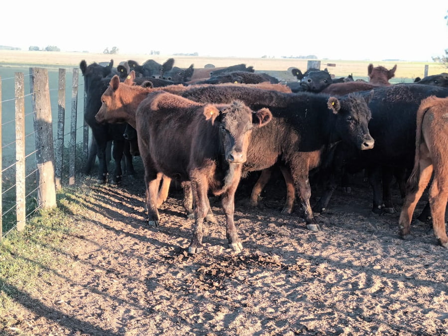 Lote 50 Terneros en Buenos Aires, Las Flores
