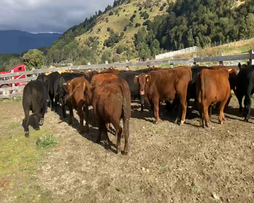 Lote 40 Novillo Engorda en Chile Chico, XI Región Aysén
