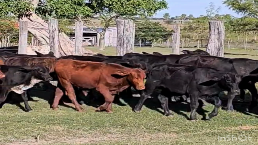 Lote 115 Terneros en Corrientes, San Luis del Palmar