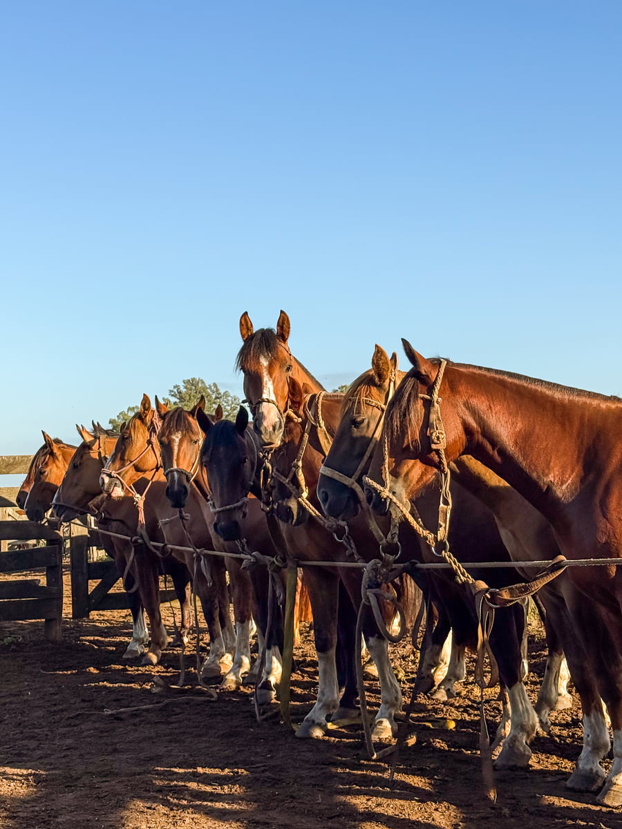 Lote OLLAGUA BRUJERIA