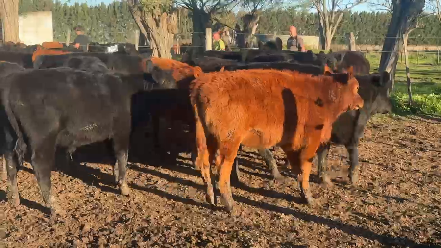 Lote 46 Terneros/as