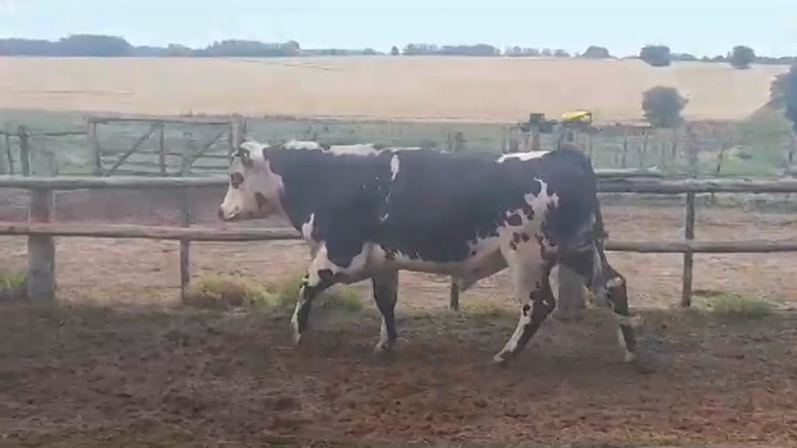 Lote Toros NORMANDO a remate en #39 Pantalla Carmelo en YOUNG