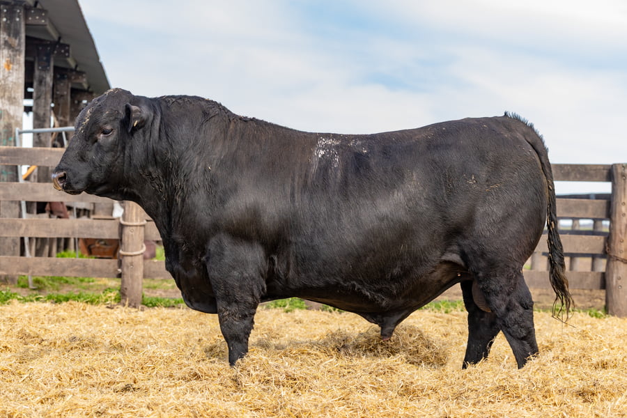 Lote Toro PC