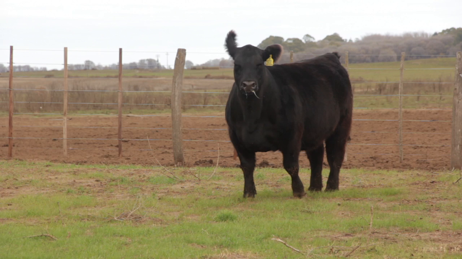 Lote VAQUILLONAS PURAS DE PEDIGREE