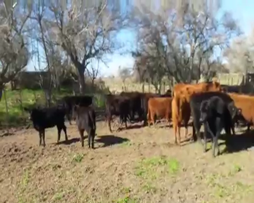 Lote 70 Terneros/as en Dolores, Buenos Aires