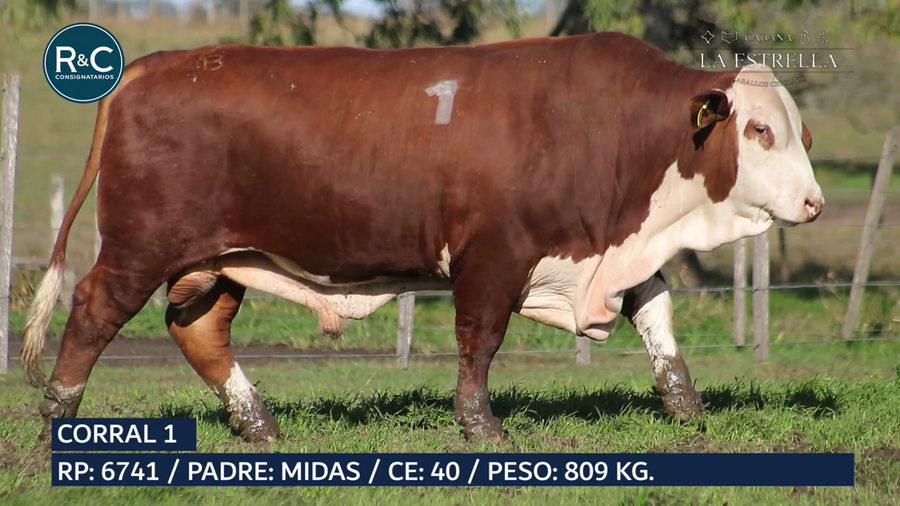 Lote Toro Braford