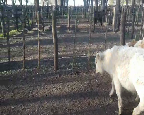 Lote 7 Terneros en Gral. Lamadrid, Buenos Aires