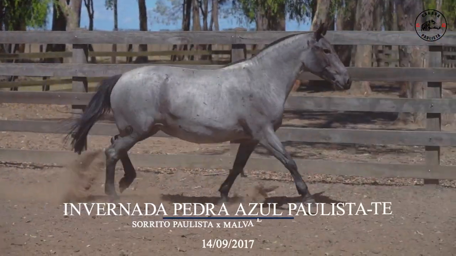 Lote Invernada Pedra Azul Paulista Te