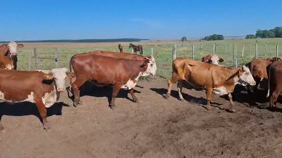 Lote 82 Vacas CUT preñadas en Corrientes, Virasoro