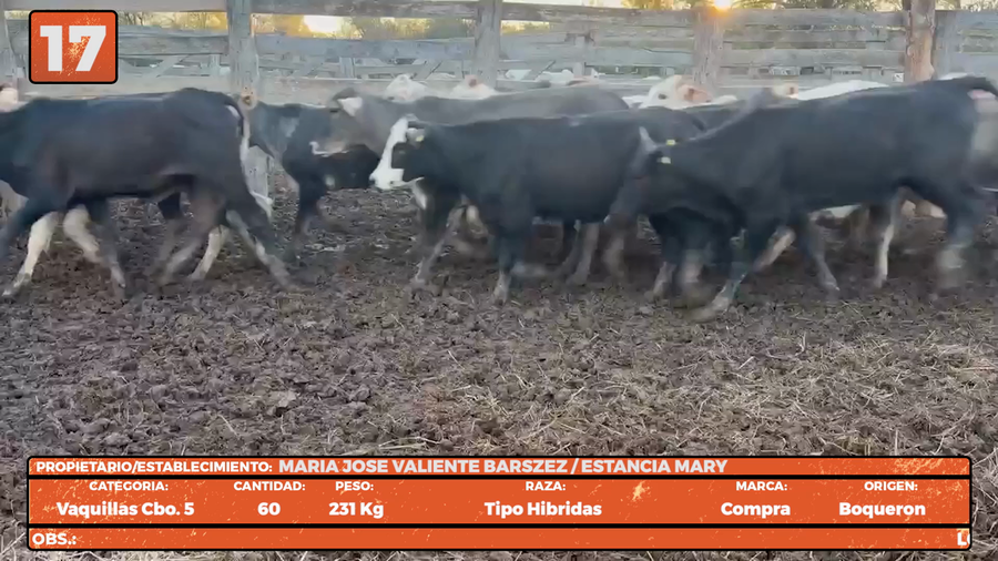 Lote LOTE 17