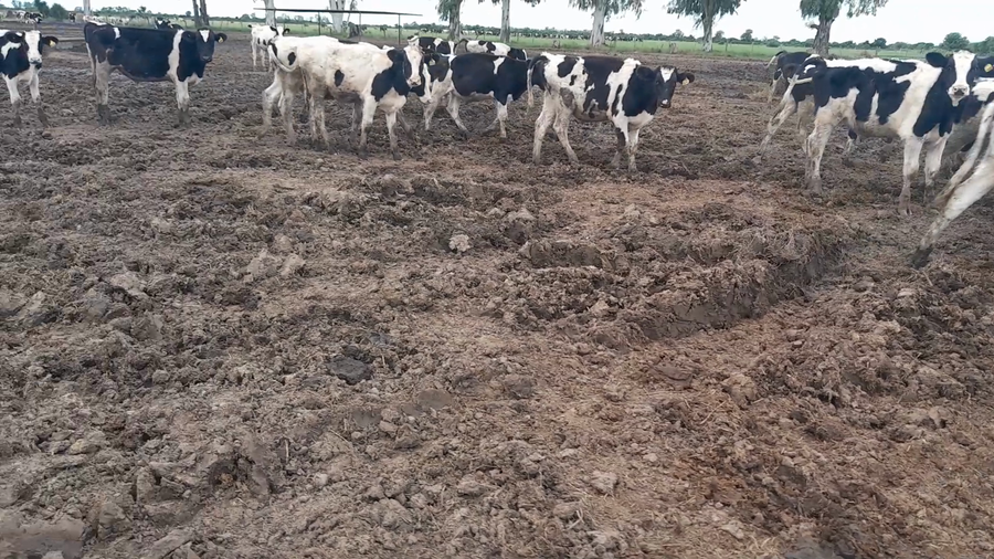 Lote 50 Terneros Holando en Morteros, Córdoba