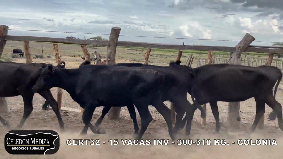Lote 15 Vacas de Invernada en Colonia